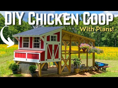 Do Chickens Really Need A Coop? 1
